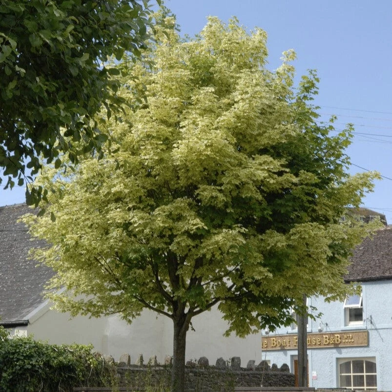 Variegated Norway Maple Tree | Acer Platanoides 'Drummondii' 3 Variegated Norway Maple Tree | Acer Platanoides 'Drummondii'