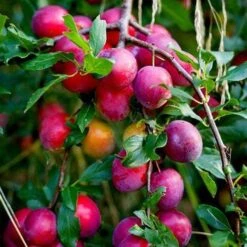 The 3 Top Performing Fruit Trees To Grow In The UK | Apple, Pear & Plum -Green Plant Shop victoria plum tree 2 6a6ffe5f 3f01 456a 914a 199eaacd020f