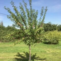Victoria Plum Tree 15 Victoria Plum Tree -Green Plant Shop victoriaplumyoungtree 1