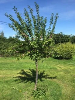 3 Super Easy To Grow Fruit Trees | Apple, Fig & Plum 16 3 Super Easy To Grow Fruit Trees | Apple, Fig & Plum -Green Plant Shop victoriaplumyoungtree 374b3197 2b25 4629 951c 4dbfc0e4e568