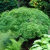 Green Weeping Japanese Maple Tree | Acer Palmatum 'Dissectum Viride' -Green Plant Shop viride 1