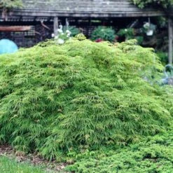 Green Weeping Japanese Maple Tree | Acer Palmatum 'Dissectum Viride' -Green Plant Shop viride 3