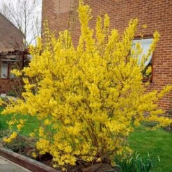 Golden Bells | Forsythia Intermedia 'Spectabilis' -Green Plant Shop visi01936 f12b9584 a592 437f a269 0509ce1897c0