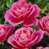 'My Darling' Hybrid Tea Rose -Green Plant Shop visi04773 my darling