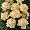 'Diamond Jubilee' Hybrid Tea Rose -Green Plant Shop visi05304 diamond jubilee
