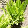 Narrow Buckler Fern | Phyllitis Angustifolia -Green Plant Shop visi101728