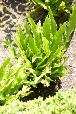 Narrow Buckler Fern | Phyllitis Angustifolia