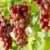 'Crimson Seedless' Grape Vine -Green Plant Shop visi10335 page