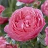 'Flora Colonia' Shrub Rose -Green Plant Shop visi116236 flora colonia