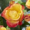'Little Sunset' Patio Shrub Rose -Green Plant Shop visi116299 little sunset