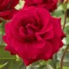 'Lucky Stars' Patio Shrub Rose 1 'Lucky Stars' Patio Shrub Rose -Green Plant Shop visi116453 lucky stars