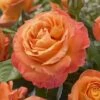 'Phoenix' Floribunda Rose -Green Plant Shop visi116536 phoenix