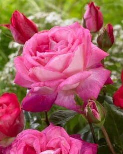 'Patio Hit Dafne' Patio Shrub Rose -Green Plant Shop visi116548 dafne