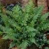 Black Wood Fern | Dryopteris Atrata 1 Black Wood Fern | Dryopteris Atrata -Green Plant Shop visi12627