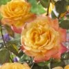 'Bright Smiles' Floribunda Rose -Green Plant Shop visi129383 bright smiles