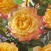 'Caribbean Dawn' Patio Shrub Rose 2 'Caribbean Dawn' Patio Shrub Rose -Green Plant Shop visi129384 carribean dawn