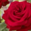 'Joyful Birthday' Hybrid Tea Rose -Green Plant Shop visi129388 joyful birthday