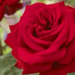 'Joyful Birthday' Hybrid Tea Rose