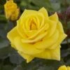 'Korresia' Floribunda Rose -Green Plant Shop visi129436 koressia