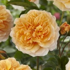 'Duchess Of Cornwall' Hybrid Tea Rose -Green Plant Shop visi129478 duchess