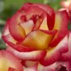 'Firebird' Floribunda Rose -Green Plant Shop visi129505 firebird
