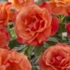 'Lady Love' Hybrid Tea Rose -Green Plant Shop visi129527 lady love