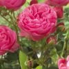 'Thank You' Groundcover Rose -Green Plant Shop visi129805 thank you