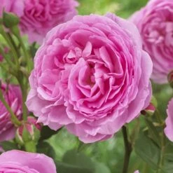 'Pink Martini' Hybrid Tea Rose 8 'Pink Martini' Hybrid Tea Rose -Green Plant Shop visi129959 pink martini