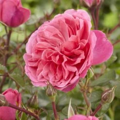 'Pure Poetry' Hybrid Tea Rose -Green Plant Shop visi130078 pure poetry