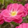 'A Rose For Heather' Climbing Rose -Green Plant Shop visi130126 heather