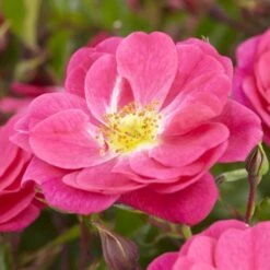 'A Rose For Heather' Climbing Rose