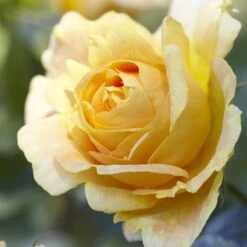 'Global Beauty (Candlelight)' Hybrid Tea Rose 8 'Global Beauty (Candlelight)' Hybrid Tea Rose -Green Plant Shop visi130248 candlelight