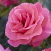 'Valentine Heart' Floribunda Rose -Green Plant Shop visi130304 valentine heart