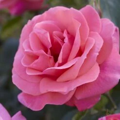 'Valentine Heart' Floribunda Rose