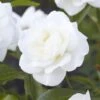 'Alaska' Climbing Rose -Green Plant Shop visi130339 alaska