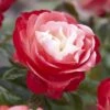 'Nostalgia' Hybrid Tea Rose -Green Plant Shop visi130699 notalgia