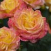 'Tequila Sunrise' Hybrid Tea Rose 1 'Tequila Sunrise' Hybrid Tea Rose -Green Plant Shop visi131162 tequila sunrise