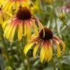 Echinacea 'Parrot' -Green Plant Shop visi131394 parrot 335cfc9d 39b4 4e69 ab4b d2ee09212852