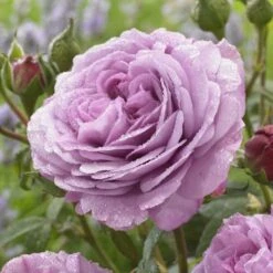 'Lavender Ice' Patio Shrub Rose -Green Plant Shop visi150187 lavender ice