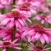 Echinacea 'SunSeekers Sweet Fuchsia' -Green Plant Shop visi150944 fuchsia 993c5407 9924 4b79 b3fe 0f99897b6e9c