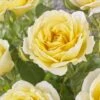 'Joyful Celebration' Hybrid Tea Rose -Green Plant Shop visi163643 joyful celebration