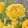 'Absolutely Fabulous' Floribunda Rose -Green Plant Shop visi163658 absolutely fabulous