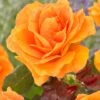 'Palace Fleur' Patio Shrub Rose -Green Plant Shop visi163662 palace fleur