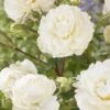 'Pearl Celebration' Hybrid Tea Rose -Green Plant Shop visi163673 pearl celebration