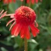 Echinacea 'Carrot Cake' 2 Echinacea 'Carrot Cake' -Green Plant Shop visi164441 cake 7d4d3c7e 7e87 4437 99f6 23403538859d