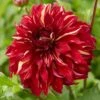 Dahlia Bohemian Spartacus -Green Plant Shop visi166509 bohemian 7b77e5ba a2b0 4c79 99e4 d32ef6ebe23c