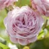 'Prince Jardinier' Floribunda Rose -Green Plant Shop visi176404 prince jardinier