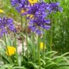 Agapanthus 'Navy Blue' | 7.5L -Green Plant Shop visi184776 7478cd0f 7174 47eb 8d6c 2725e2b4a5d5