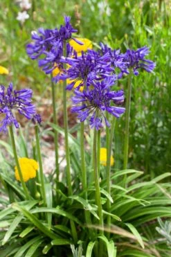 Agapanthus 'Navy Blue' | 3L