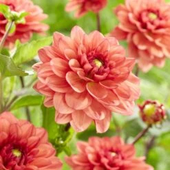 Dahlia 'Orange Girl' -Green Plant Shop visi185618